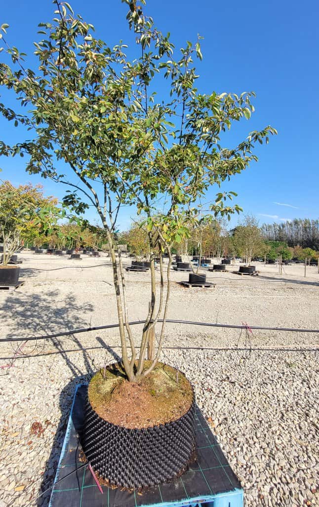 Amelanchier lamarckii 250-300 cm